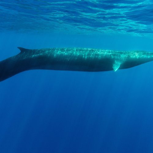 fin whale side angle