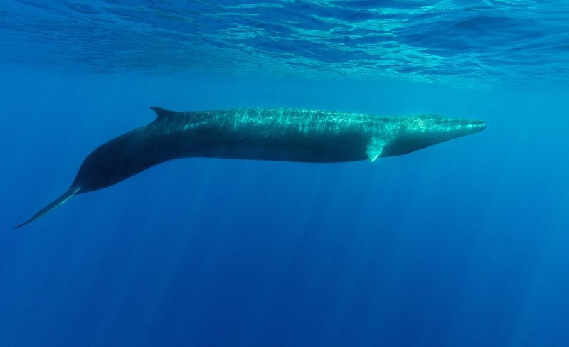 fin whale side angle